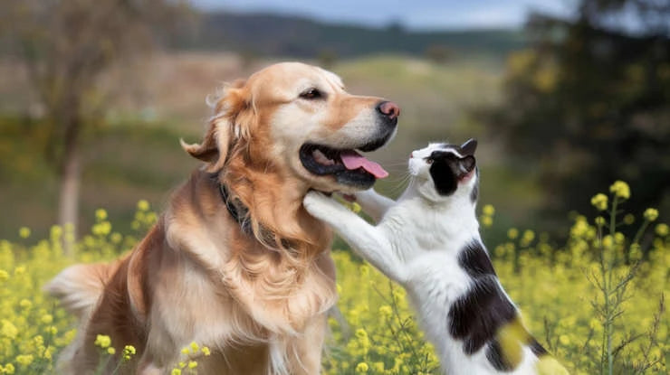Cat and Dog Playing