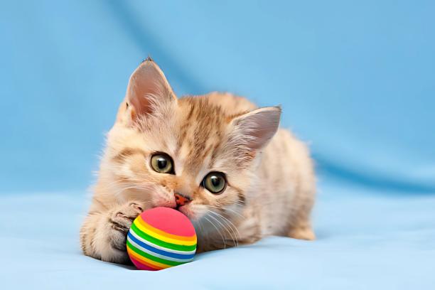 Cat Image
