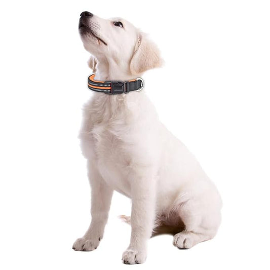 Retractable Leash With Collar