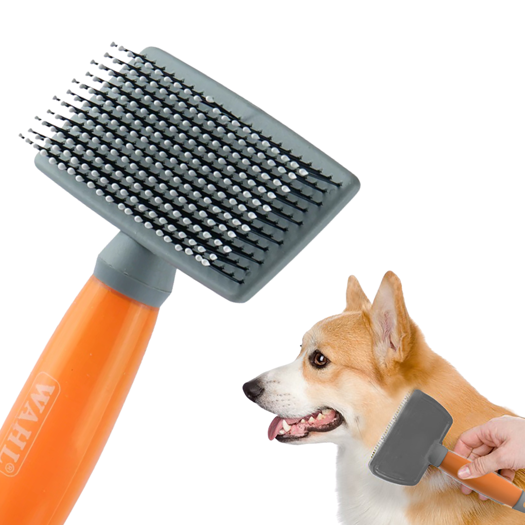 Everyday Dog Starter