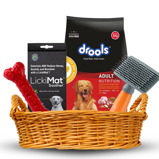 Everyday Dog Starter