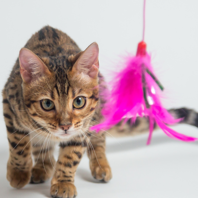 Cat Toys