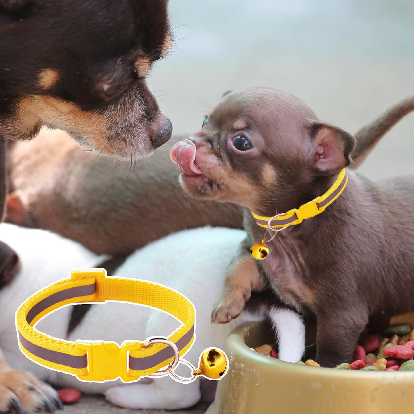 Puppy Collar 06