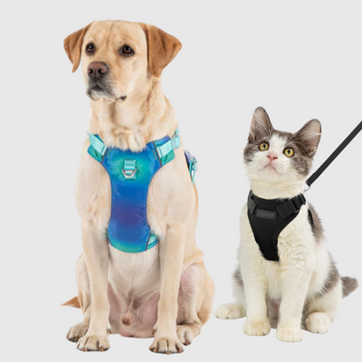Walk Gear